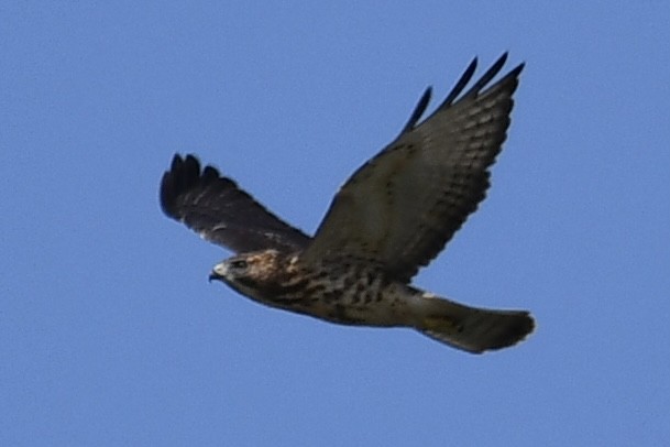 Broad-winged Hawk - ML478810691
