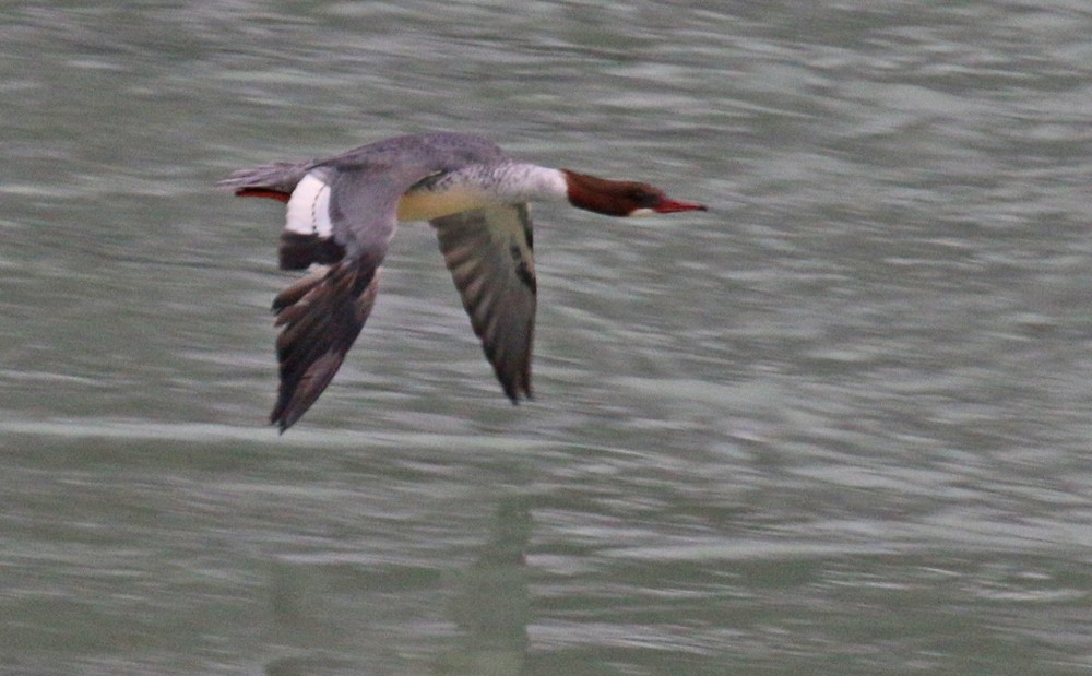 カワアイサ（merganser／orientalis） - ML47881141