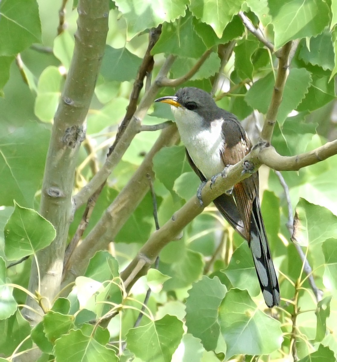 Yellow-billed Cuckoo - ML478811591