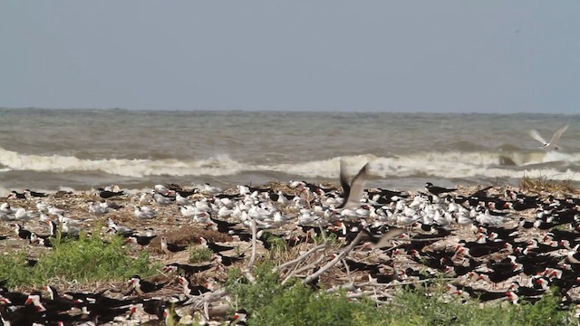 Black Skimmer (niger) - ML478812