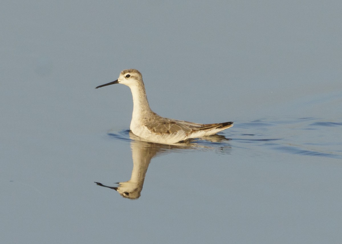 Wilson's Phalarope - ML478812221