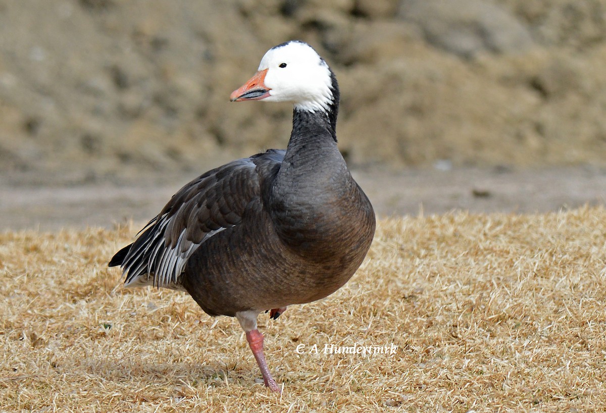 Snow Goose - Charles Hundertmark