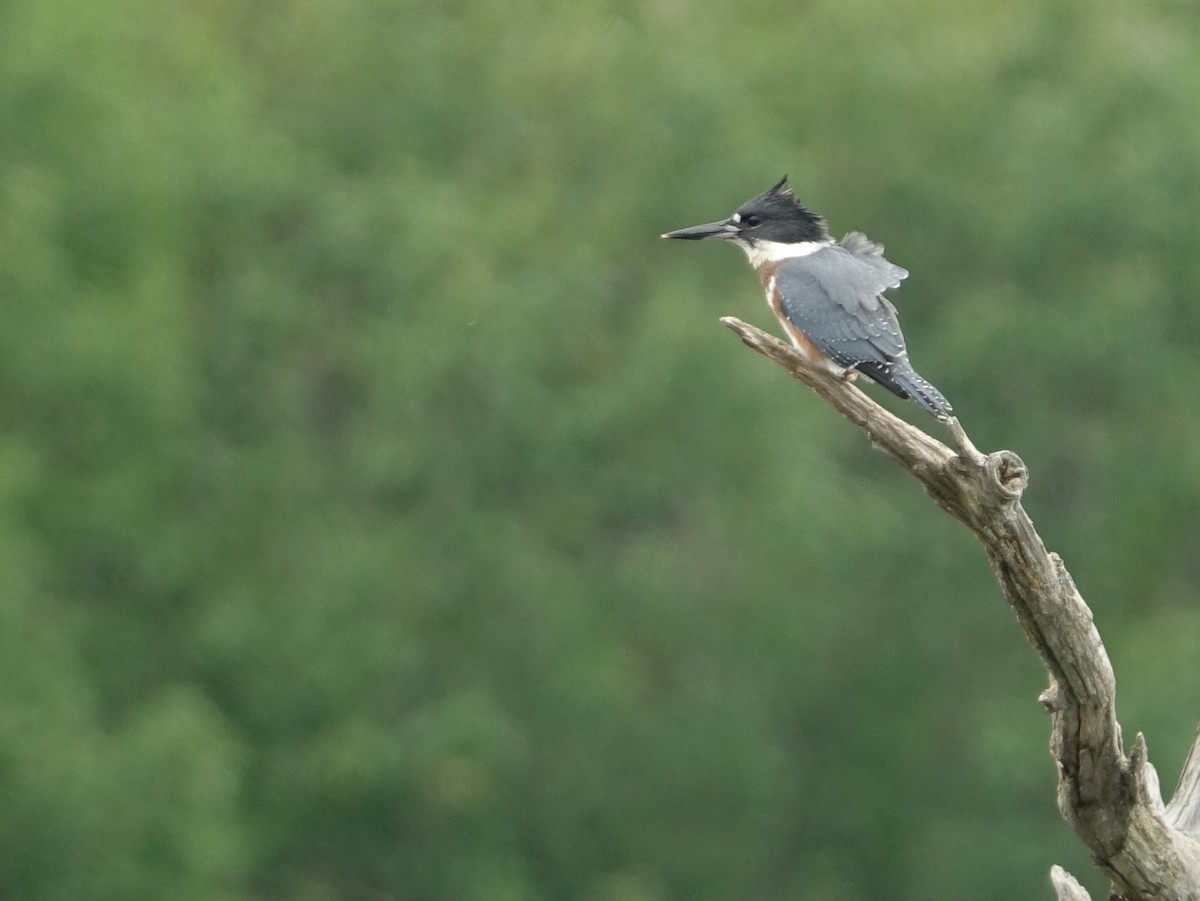 Belted Kingfisher - Frank Marenghi