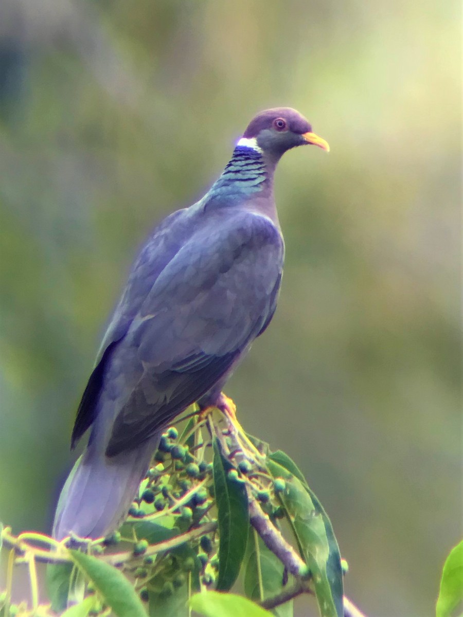 Band-tailed Pigeon - Ricardo Carrillo
