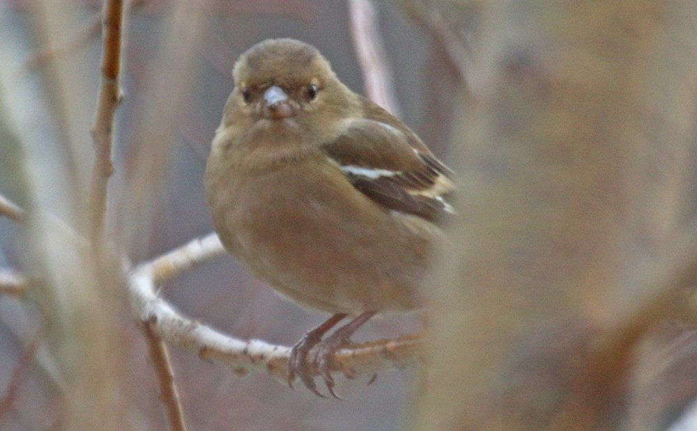 Common Chaffinch - ML47881371