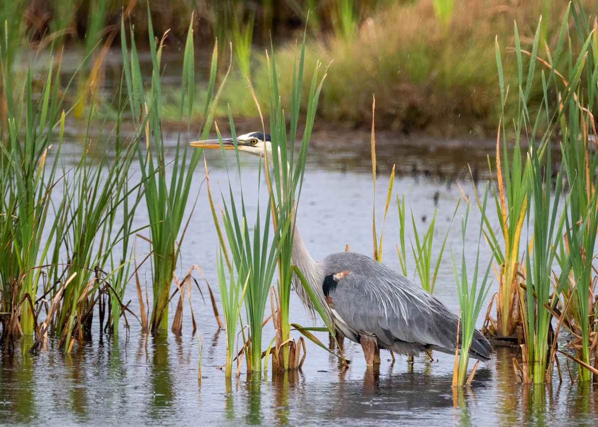 Great Blue Heron - ML478813871