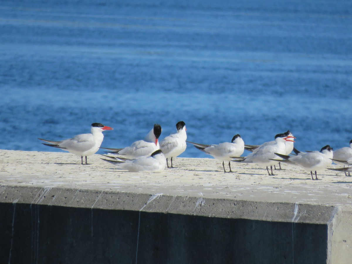 Caspian Tern - ML478814121