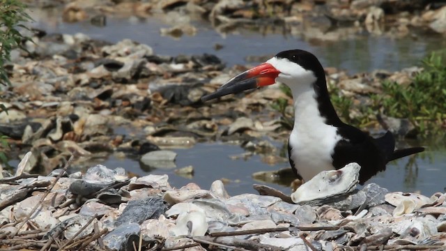 zoboun americký (ssp. niger) - ML478815