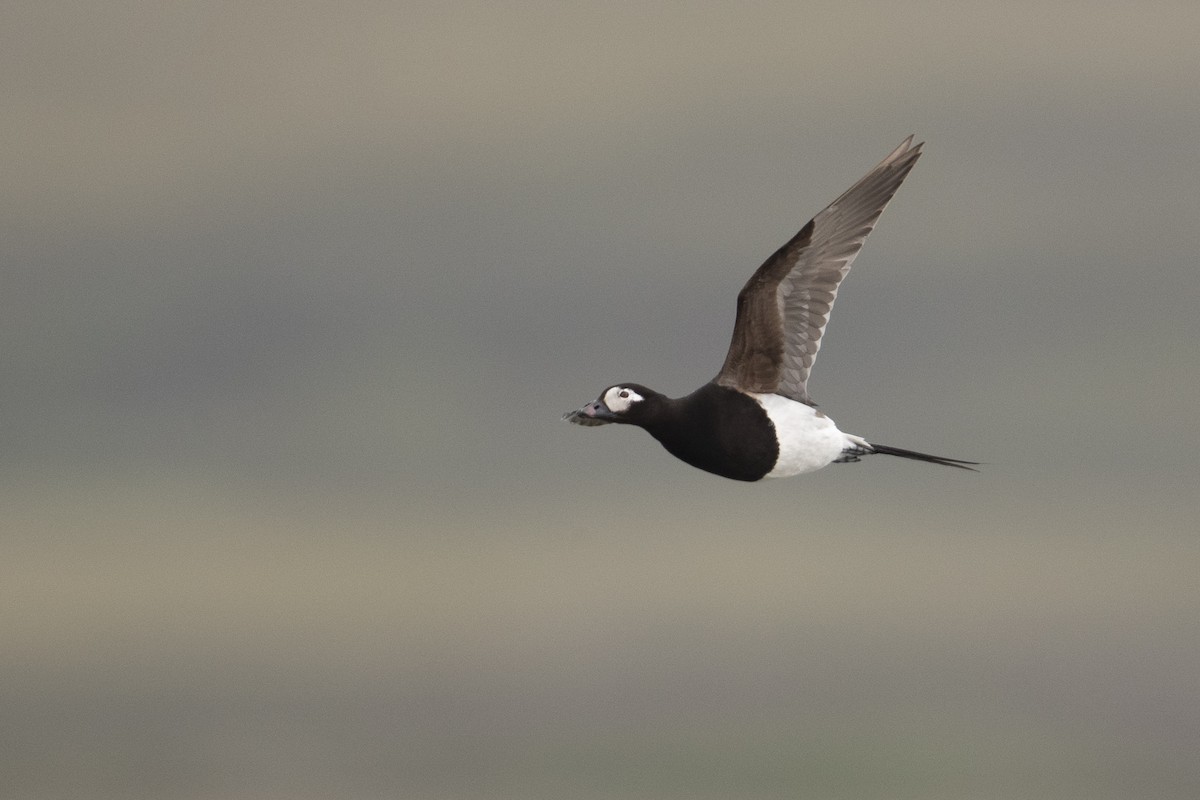 Long-tailed Duck - Michael Stubblefield