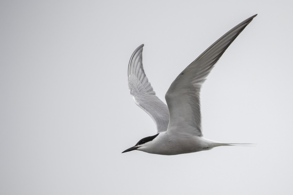 Common Tern (longipennis) - ML478815751