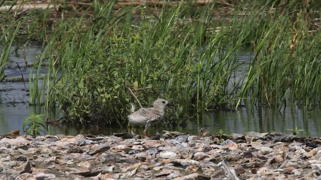 Чёрный водорез (niger) - ML478816