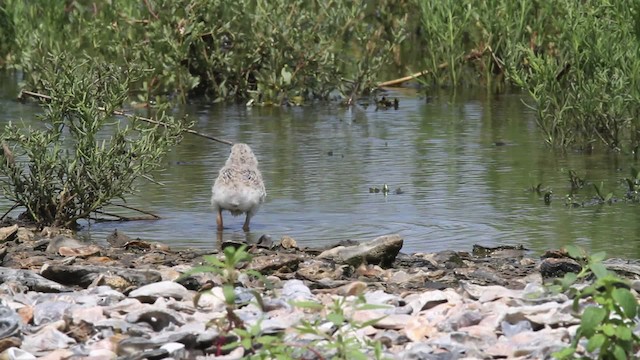 Black Skimmer (niger) - ML478817