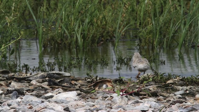 Black Skimmer (niger) - ML478818