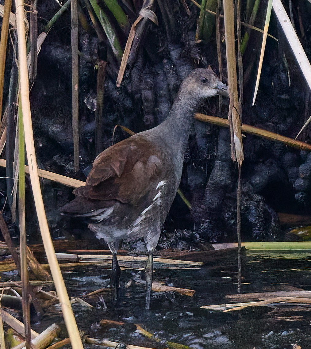 Common Gallinule - ML478818811