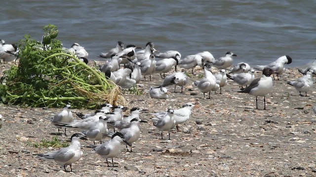 Sandwich Tern (Cabot's) - ML478819