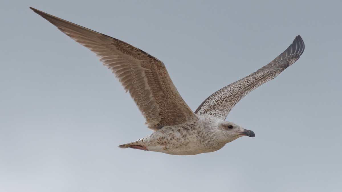 Great Black-backed Gull - ML478819081