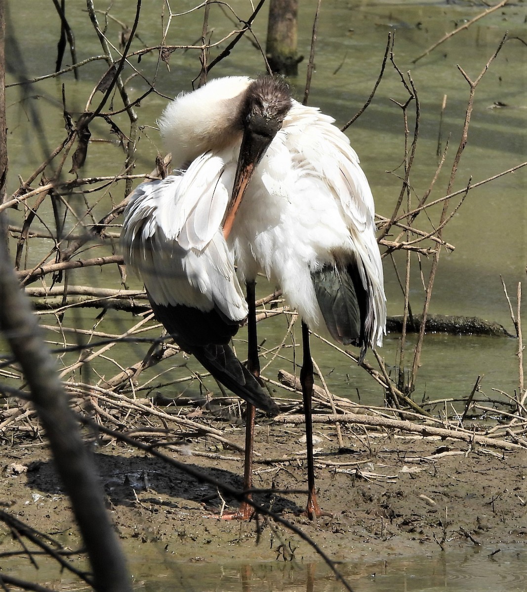 eBird Checklist 27 Aug 2022 - 1200