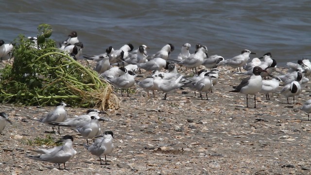 Sandwich Tern (Cabot's) - ML478820