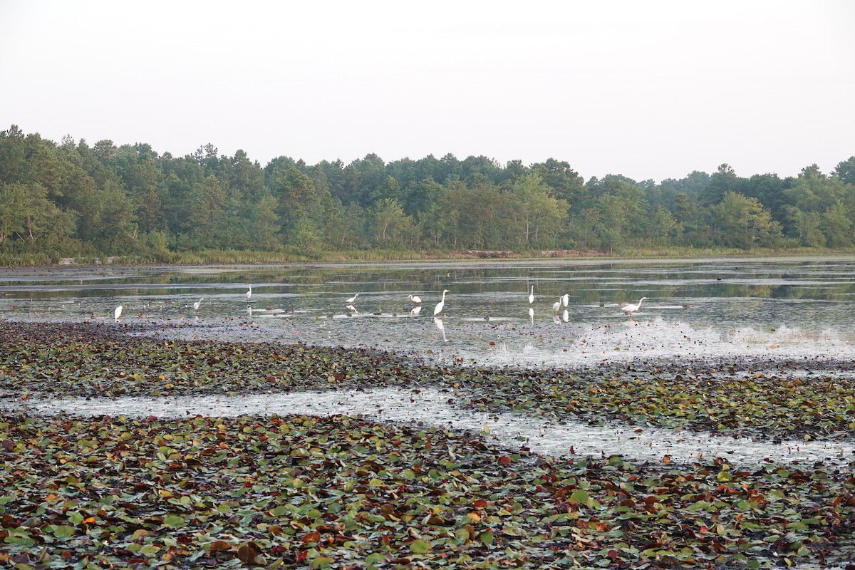 ダイサギ - ML478820221