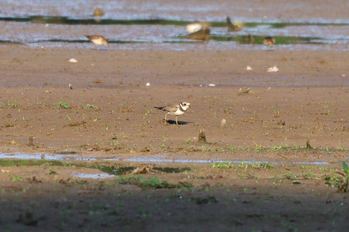 Semipalmated Plover - ML478820751