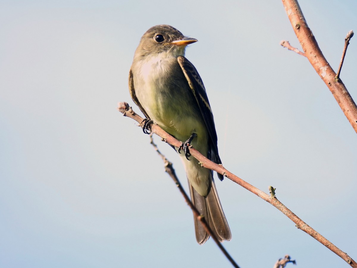 Eastern Wood-Pewee - ML478820981