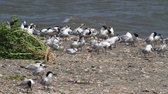 Sandwich Tern (Cabot's) - ML478821