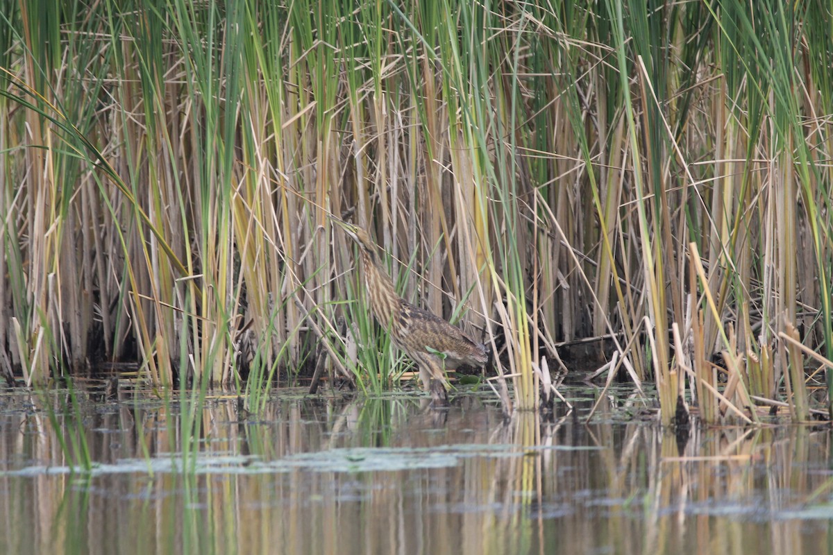 American Bittern - Alan Dupuis