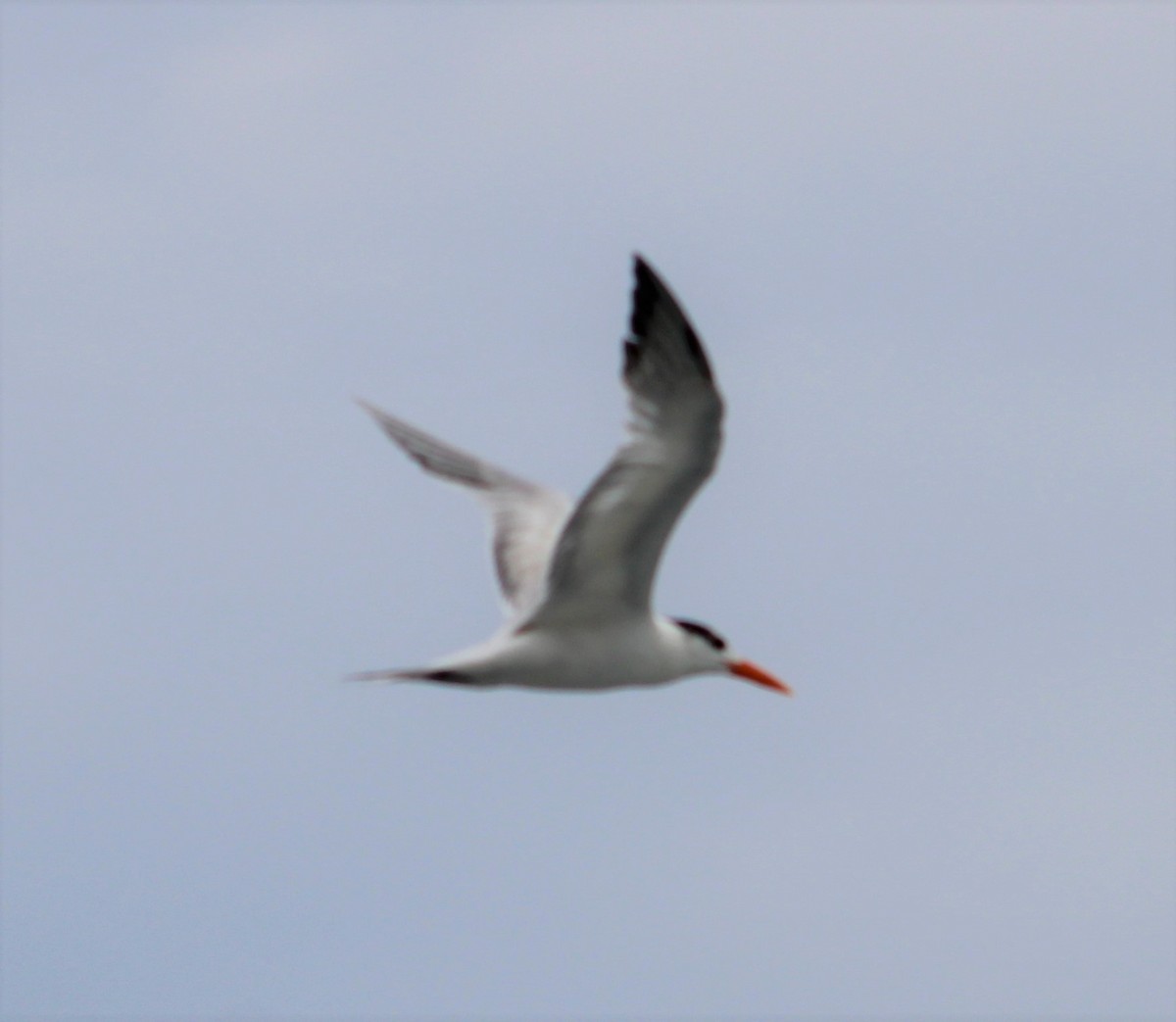 Royal Tern - ML478821521