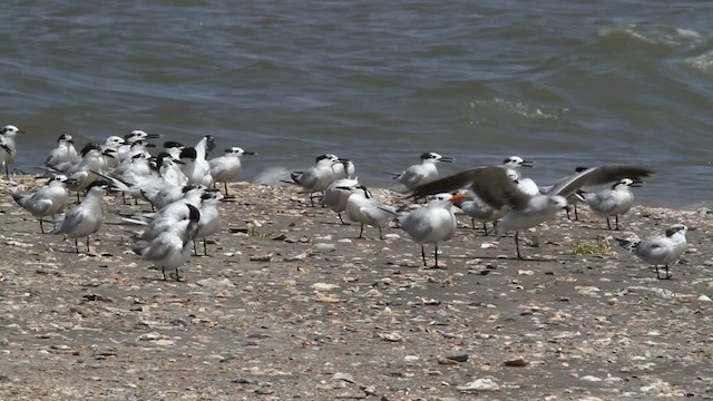 Sandwich Tern (Cabot's) - ML478822