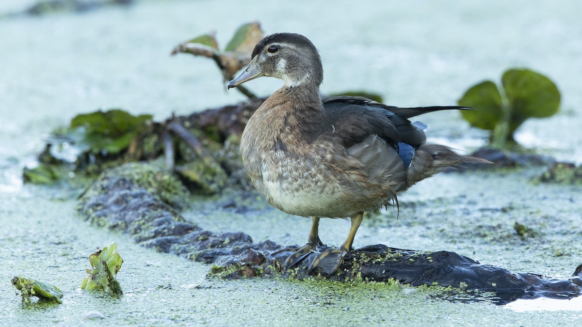 Wood Duck - ML478822001