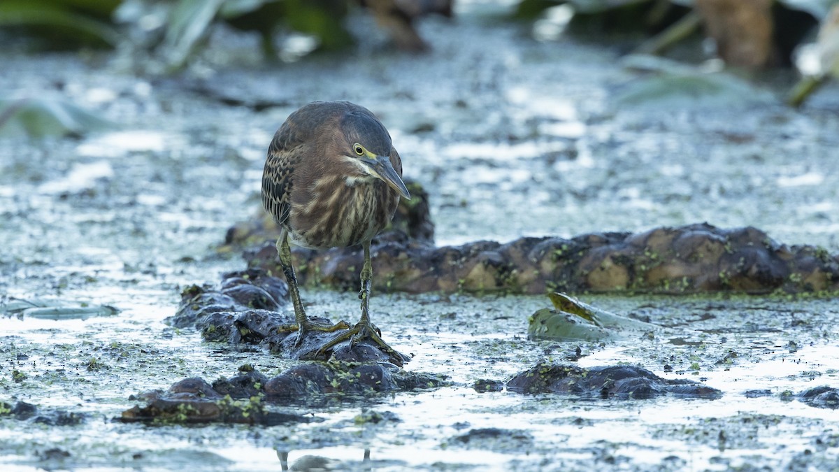 Green Heron - ML478822331