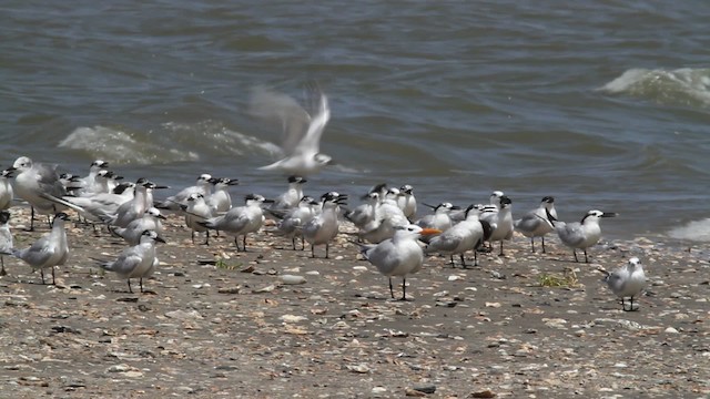 Sandwich Tern (Cabot's) - ML478823