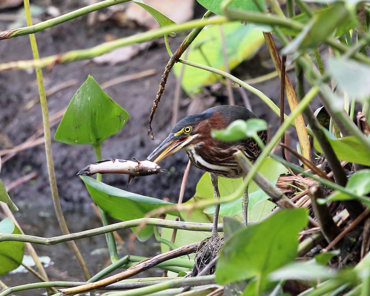 Green Heron - Tom Murray