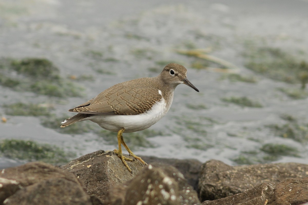 Spotted Sandpiper - ML478823331