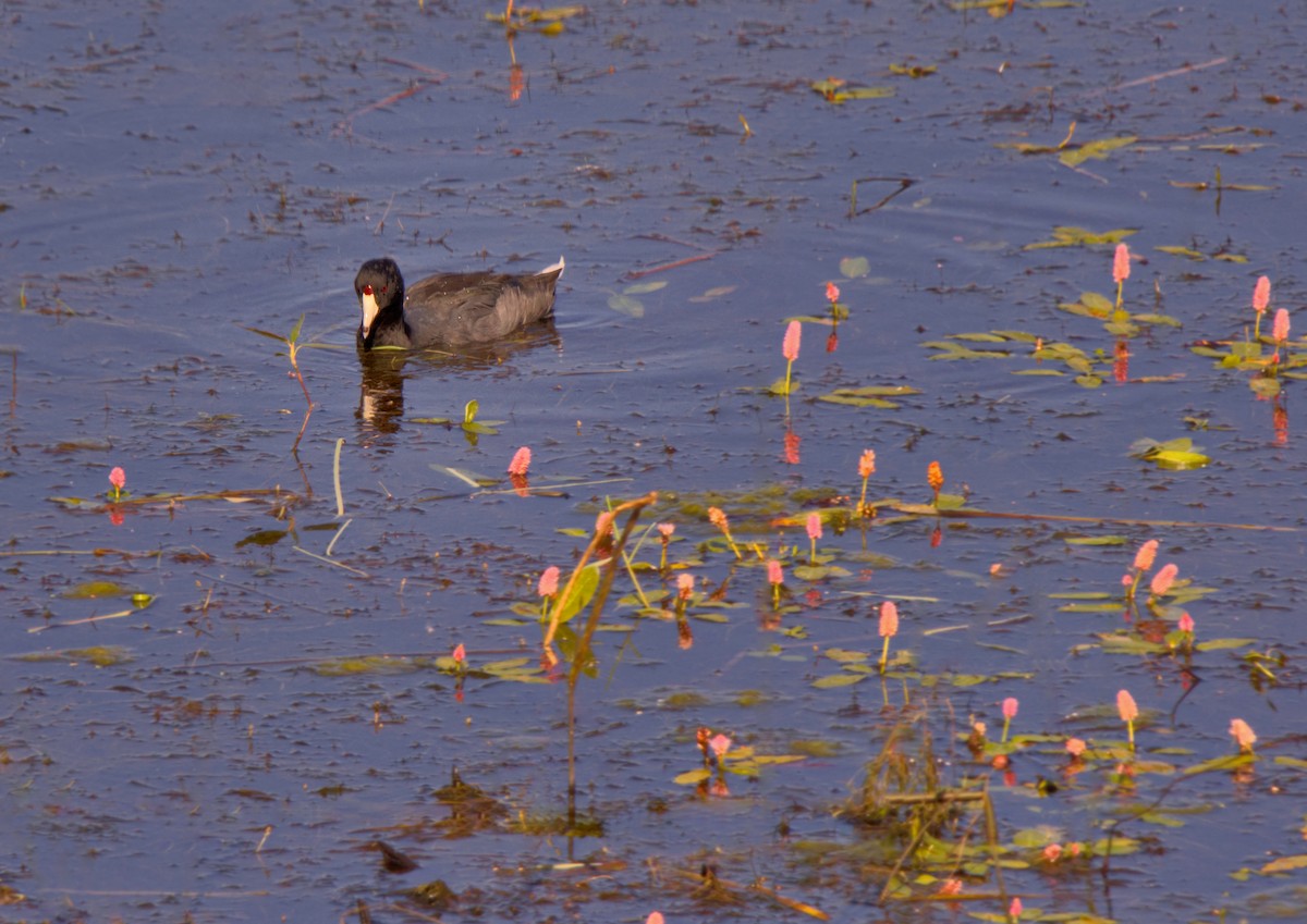 American Coot (Red-shielded) - ML478824181