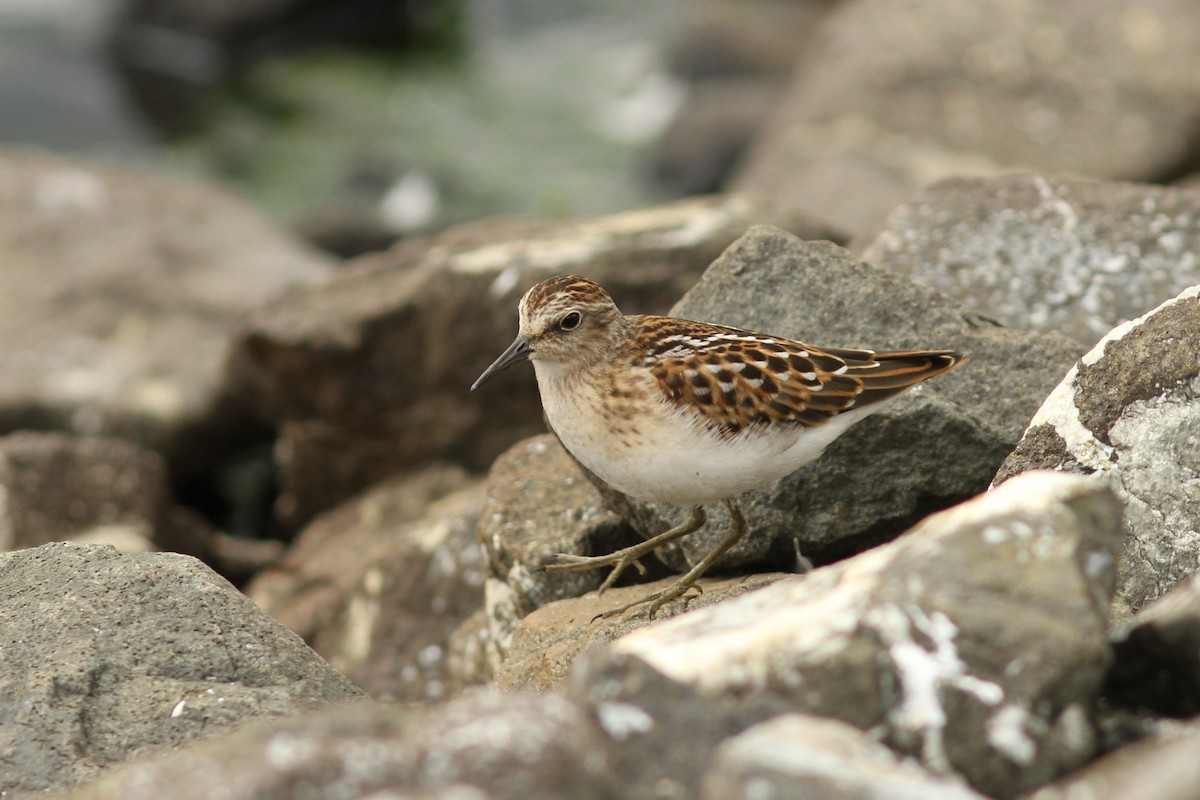 pygmésnipe - ML478825061