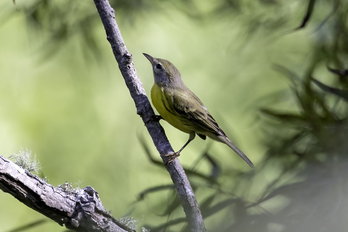 Prairie Warbler - ML478825901