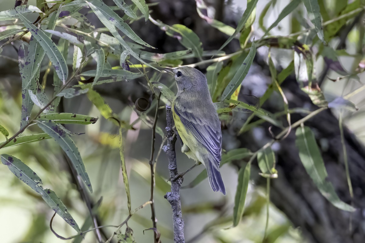 Prairie Warbler - ML478825921
