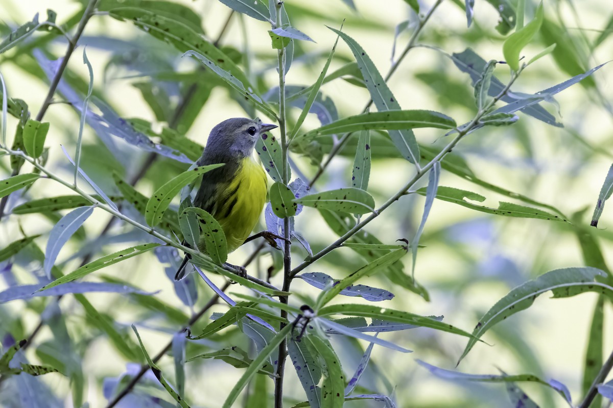 Prairie Warbler - ML478825941