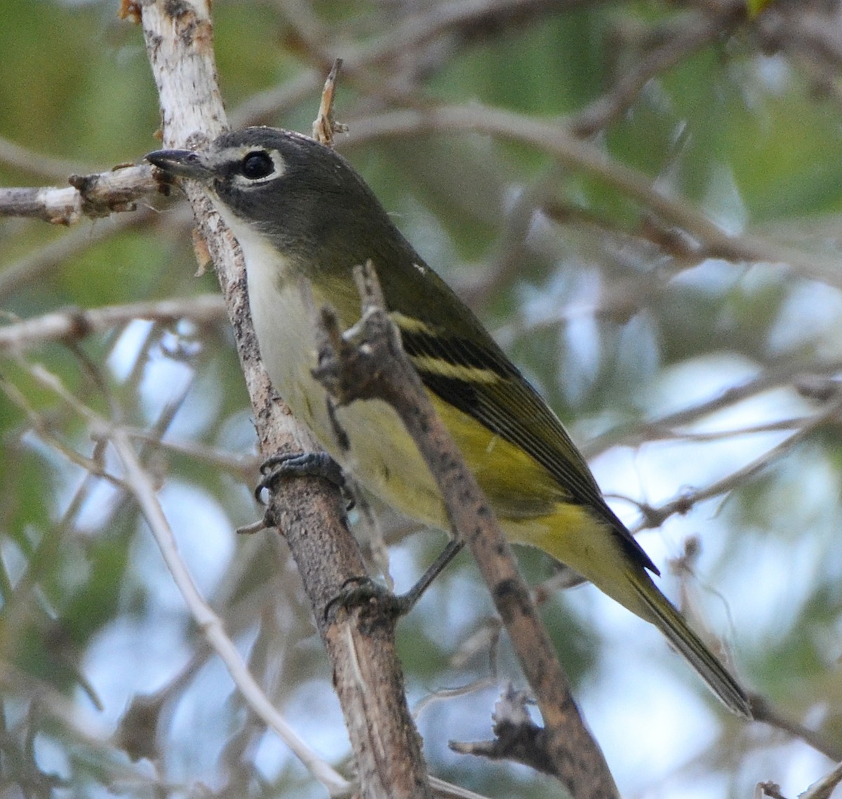 Vireo Solitario - ML47882621