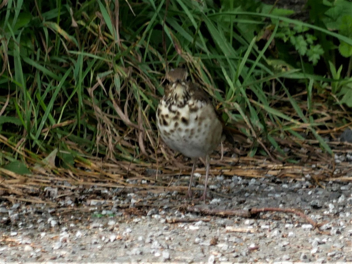 Hermit Thrush - Gérard  Viens