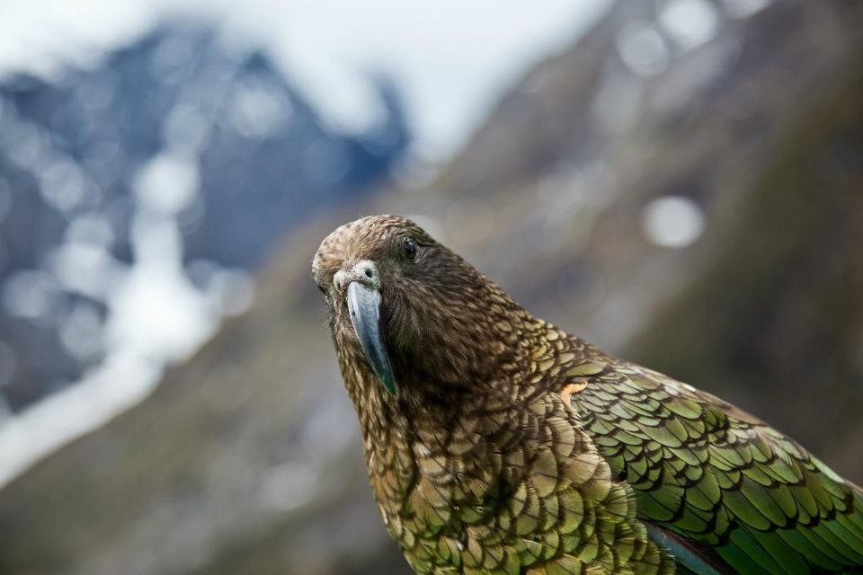 kea - ML478828211