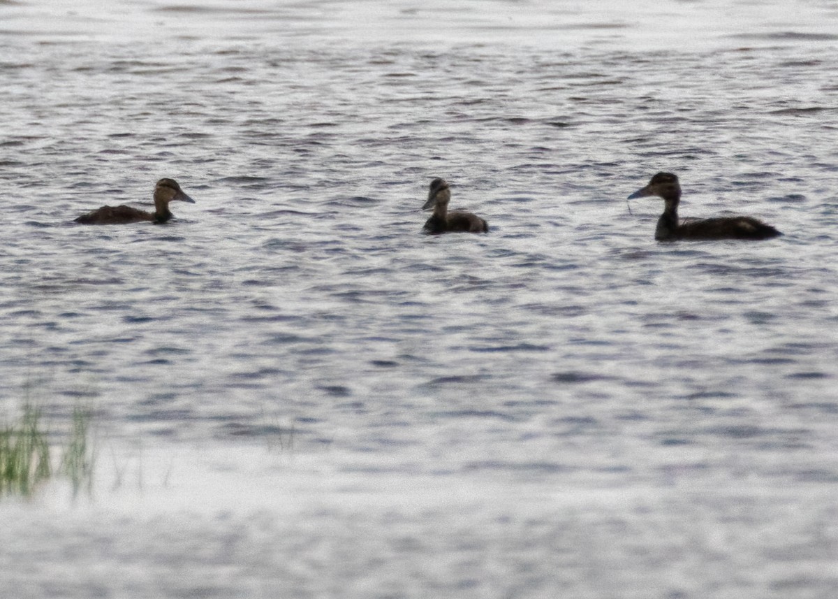 Canard noir - ML478828331