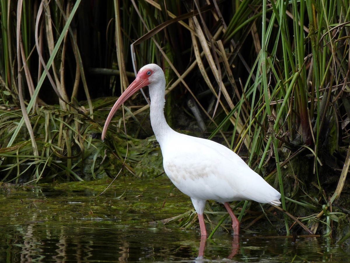 White Ibis - ML478829051