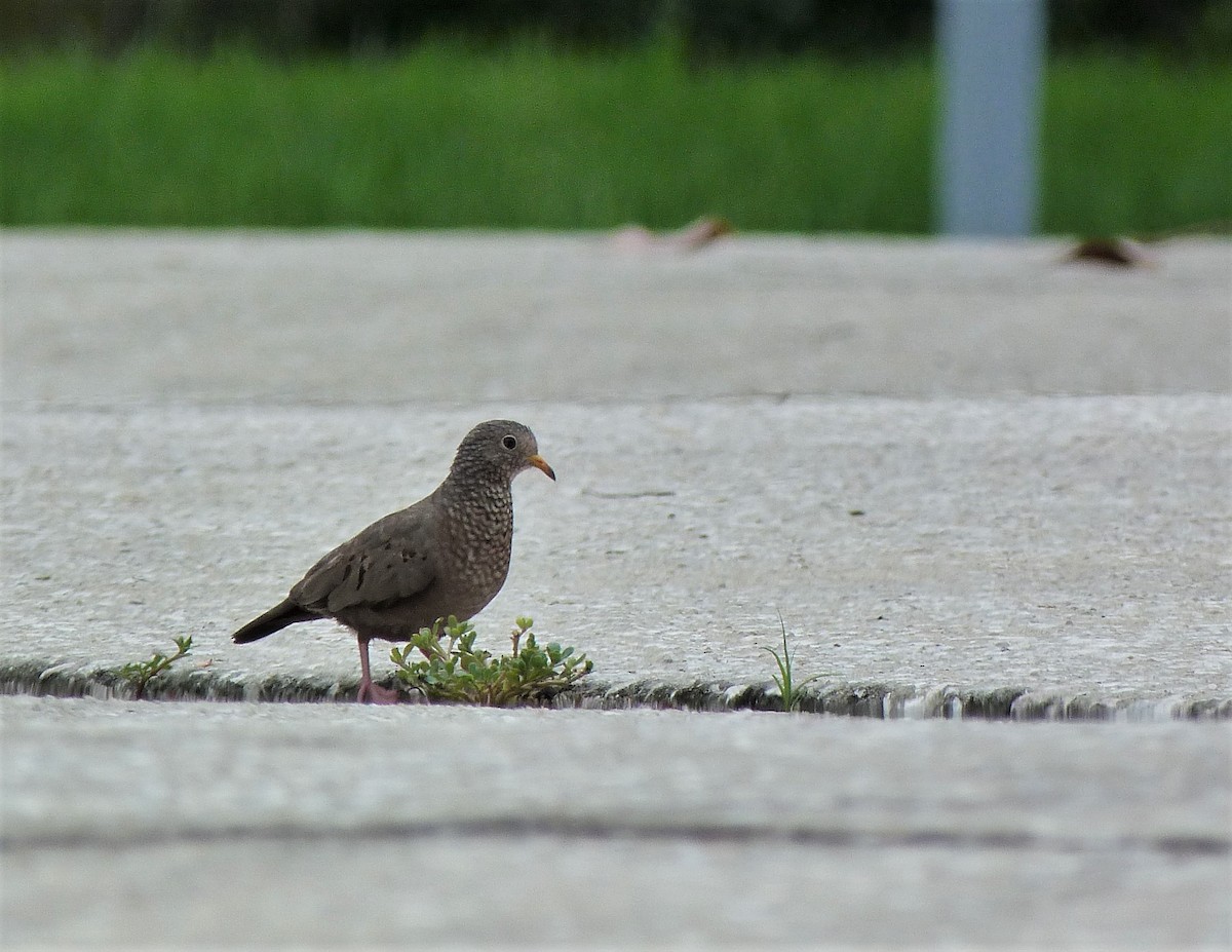 Common Ground Dove - Tony Kurz