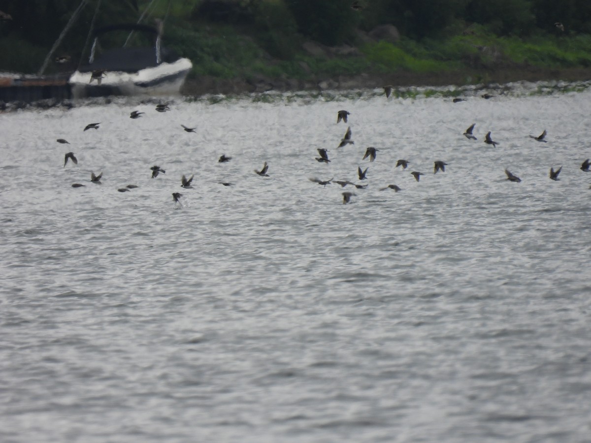 Tree Swallow - ML478830881