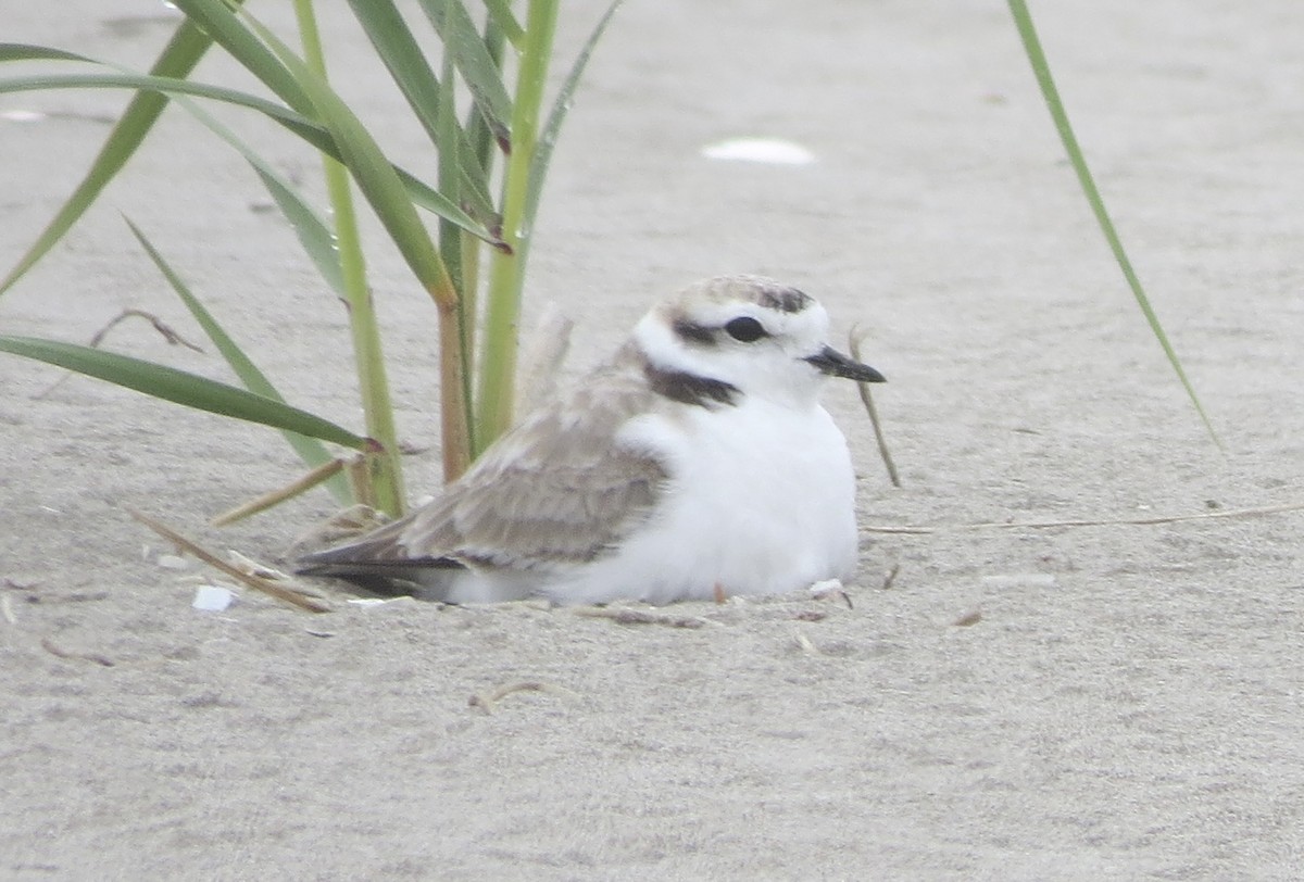 Snowy Plover - ML478831101