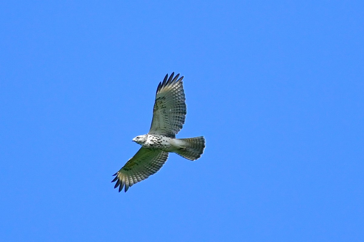 Red-shouldered Hawk - ML478831481