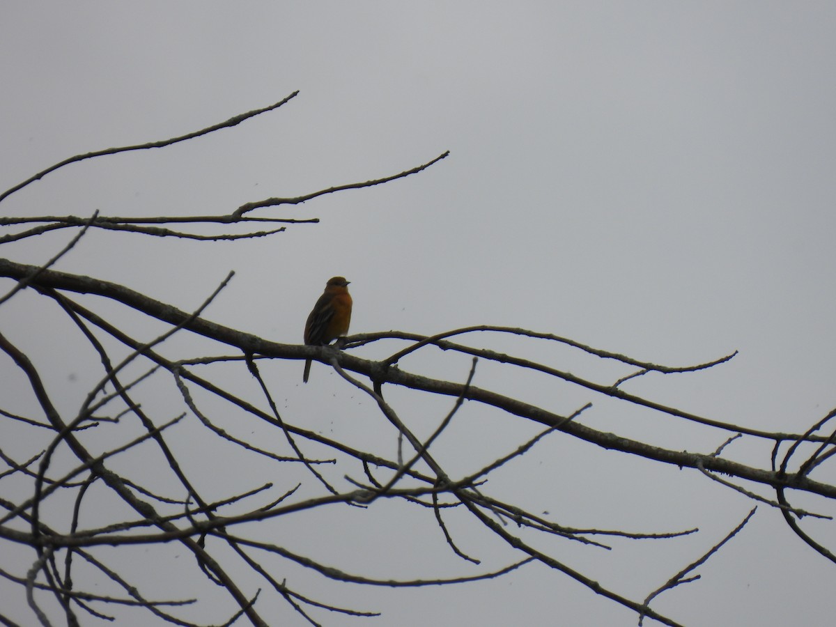 Baltimore Oriole - ML478832571