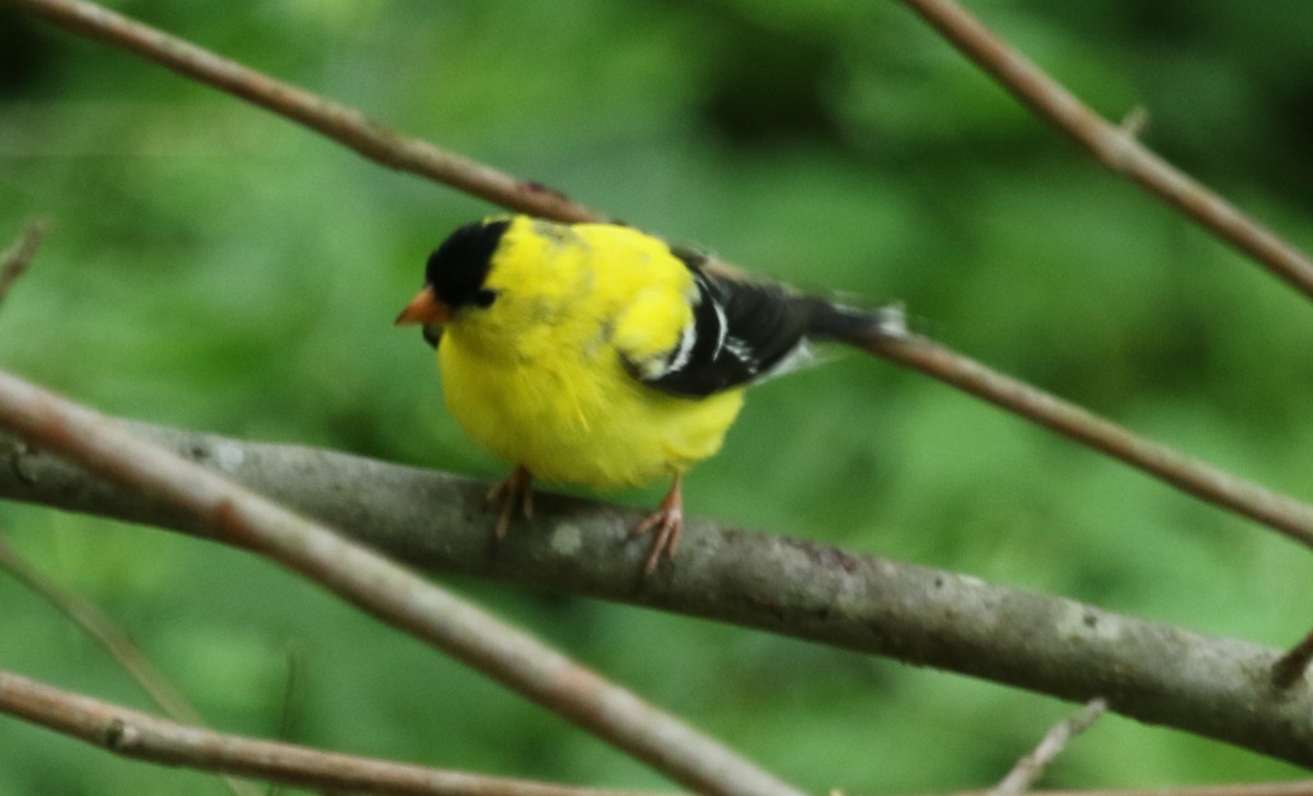 Chardonneret jaune - ML478832911